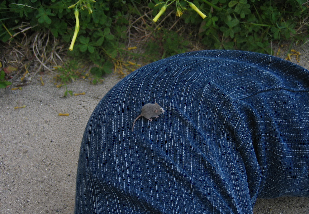 A tiny rat sitting on a person's leg.